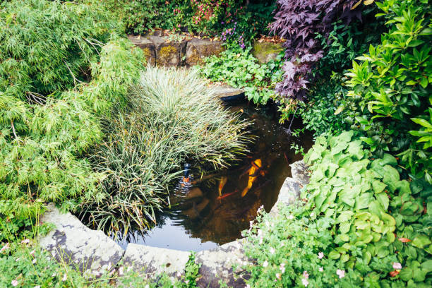 istock Large koi carp fish in garden pond 1325025676