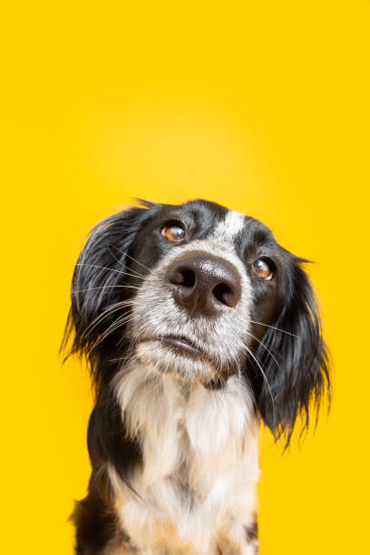 istock Funny dog with shocked and curious face expression. Isolated on yellow background 1325026800