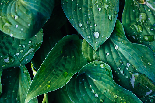 Color image depicting the leaves of a hosta plant covered in fresh raindrops.