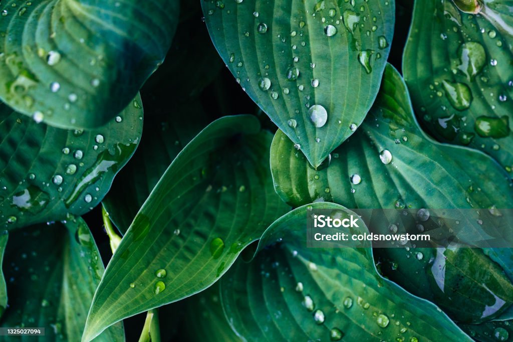 Fresh green hosta leaves covered in raindrops Color image depicting the leaves of a hosta plant covered in fresh raindrops. Leaf Stock Photo