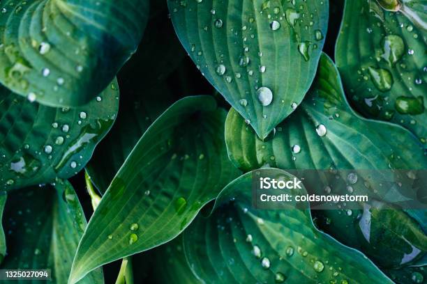 Fresh Green Hosta Leaves Covered In Raindrops Stock Photo - Download Image Now - Leaf, Plant, Lush Foliage