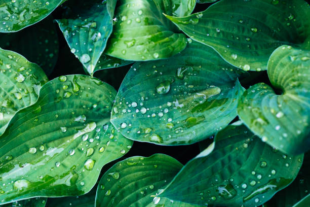 istock Fresh green hosta leaves covered in raindrops 1325027098