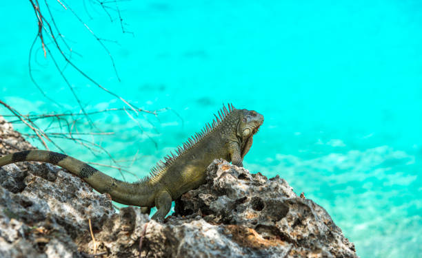 istock Caribbean iguana up close 1325027226