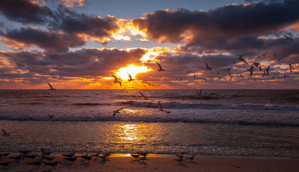 istock Sunset on a beach in Sarasota, Florida 1325027323