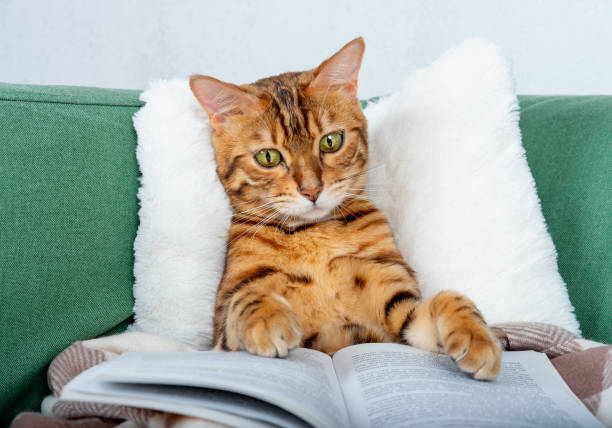 istock Bengal cat on a white pillow reads a book with interest after dinner 1325029676