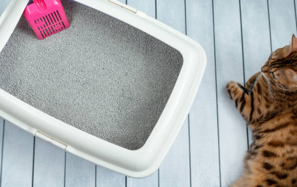 Cat litter tray with pink scoop and bengal cat Cat litter tray with pink scoop and bengal cat bengal cat purebred cat photos stock pictures, royalty-free photos & images