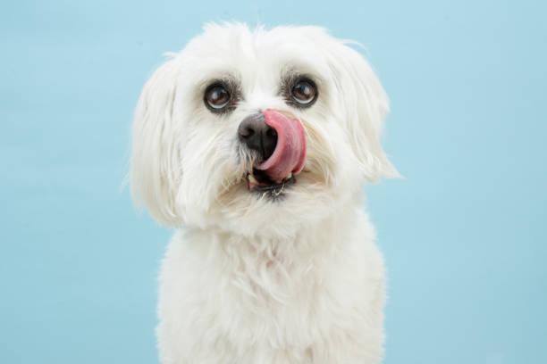 Portrait maltese dog licking its lips. Isolated on blue colored background Portrait maltese dog licking its lips. Isolated on blue colored background maltese dog stock pictures, royalty-free photos & images