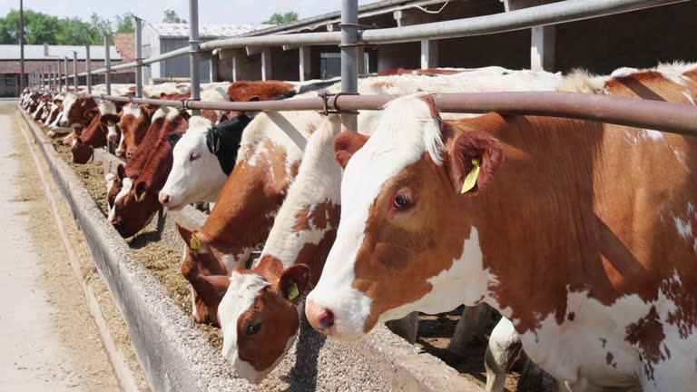 5,885 Animal Husbandry Stock Videos and Royalty-Free Footage - iStock | Agriculture and animal husbandry 5,885 Animal Husbandry Stock Videos and Royalty-Free Footage - iStock | Agriculture and animal husbandry