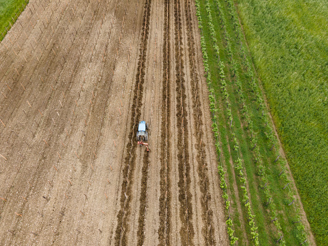 Aerial View on Tractor Watering New Vineyard.