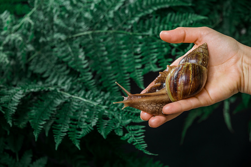 Close-up of female hands with giant snails in a fern natural green setting