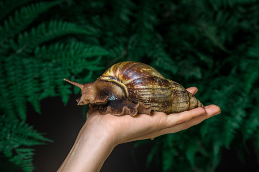 Close-up of female hands with giant snails in a fern natural green setting