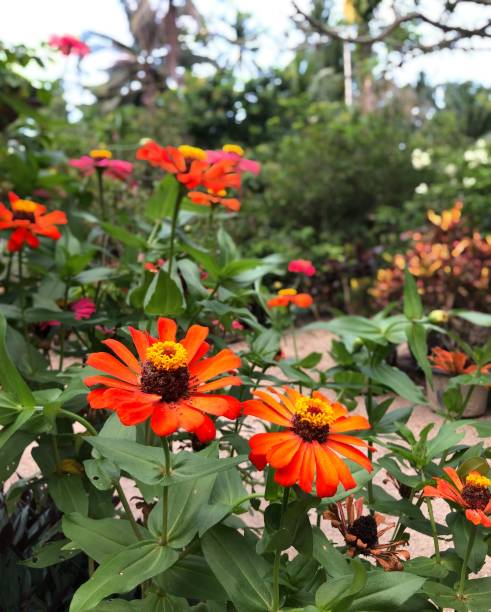 istock Zinnia flowers in the garden 1325034736