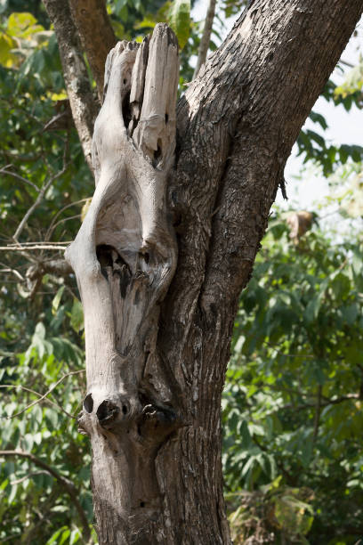 istock The view of the tree trunk in the jungle. 1325034889