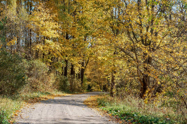 istock Autumn Forest. The sun's rays through the trees. A walk through the autumn forest. 1325035886