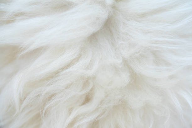 istock Beautiful thick fluffy white animal fur. 1325036254