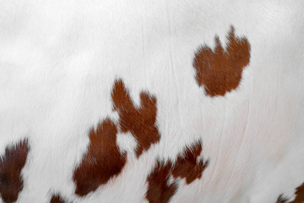 istock skin of a white cow with brown spots. 1325036367