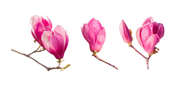 istock magnolia flowers isolated on white 1325037138
