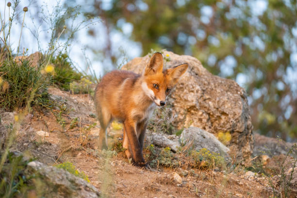 istock Portrait red fox cub Vulpes vulpes in the wild 1325037259