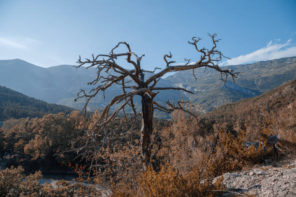 istock a dried-up tree in the mountains 1325038223