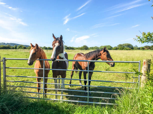 istock Three horses at gate in a field 1325039011