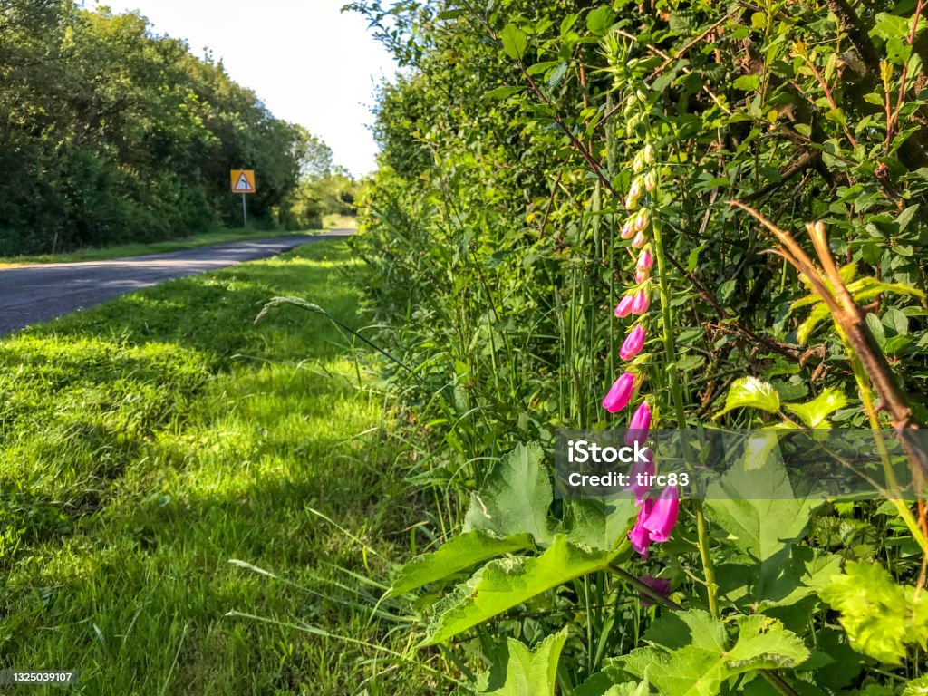 Foxgloves in hedgerow at side of country lane road junction in Wales Foxglove Stock Photo