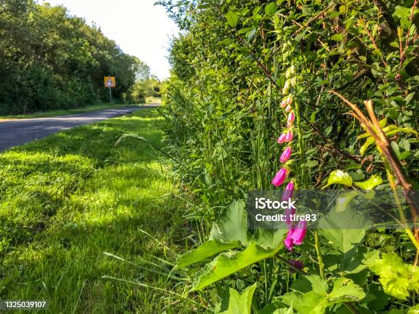 Foxgloves In Hedgerow At Side Of Country Lane Road Junction In Wales Stock Photo - Download Image Now