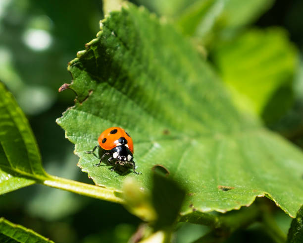 istock Red Spotted Ladybird In The UK 1325039236