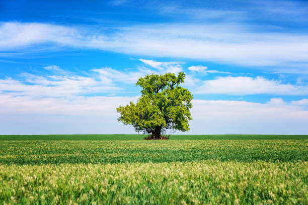 istock Green field with solitary tree under blue sky in spring. Lone tree in a green field. 1325039317