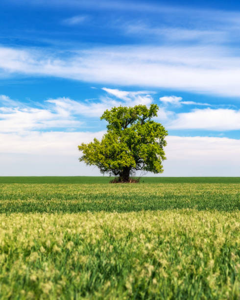 istock Green field with solitary tree under blue sky in spring. Lone tree in a green field. 1325039327