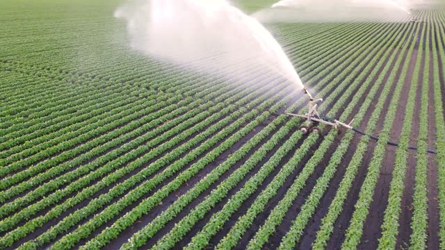 Aerial View Irrigation System Watering Soybean Field