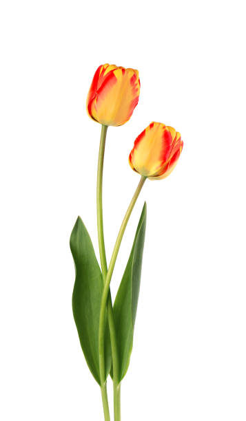 istock Tulip flowers with leaves, isolated on white background. Beautiful spring flowers. 1325041721
