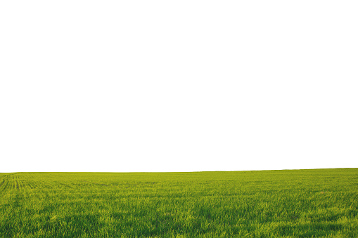 summer landscape, field with green grass and horizon, isolate on a white background