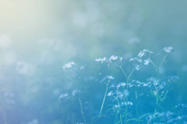 istock summer glade with blue forget-me-nots, defocus background 1325041783