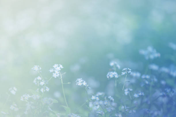 istock summer glade with blue forget-me-nots, defocus background 1325041788
