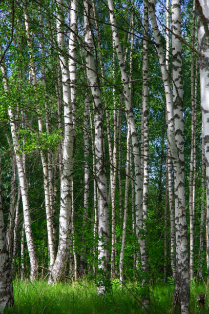 istock summer forest landscape with birch trees and meadow, sunny day 1325041789