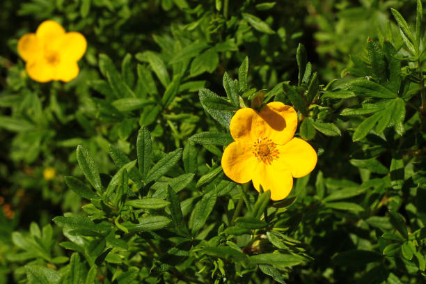 istock Shrubby cinquefoil (Dasiphora fruticosa) flower in a garden 1325042019