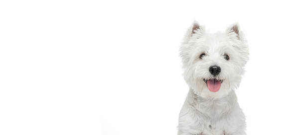 Portrait of cute white beautiful West Highland Terrier running isolated on white background Flyer. Cute fluffy white beautiful West Highland Terrier looking at camera isolated on white background. Concept of motion, pets love, animal life. Copyspace for ad hairy photos stock pictures, royalty-free photos & images