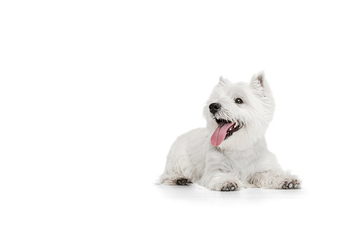 Funny, cute doggy. Fluffy white beautiful West Highland Terrier lying on floor isolated on white background. Concept of motion, pets love, animal life. Copyspace for ad