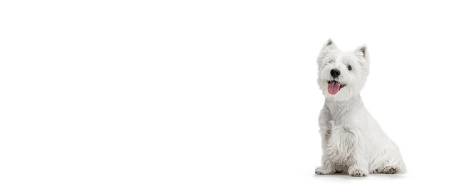 Flyer. Funny, cute, fluffy white West Highland Terrier posing isolated on white background. Concept of emotions, pets love, animal life. Copyspace for ad