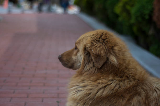fawn long shaggy dog ​​posing for the camera on the street. selective focus dog.