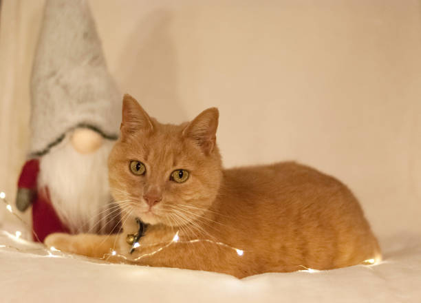Yellow tabby cat celebrating christmas stock photo