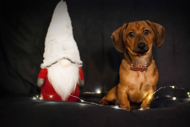 Dachshund puppy portrait for christmas stock photo