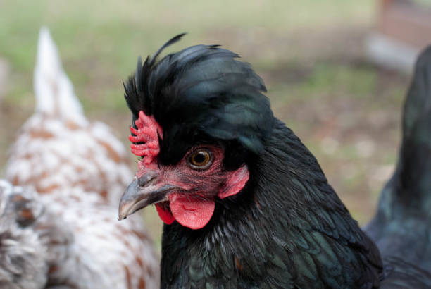 Black chicken hen outside in the backyard stock photo