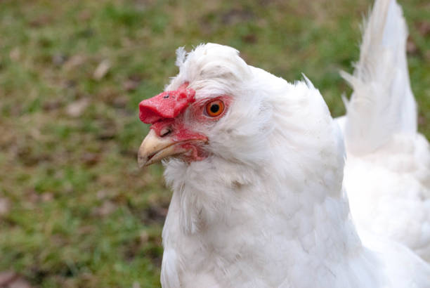 White chicken hen outside in backyard stock photo