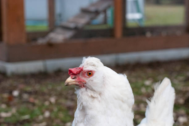 White chicken hen outside in backyard stock photo