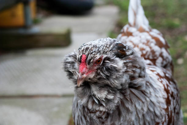 Grey ameraucana chicken hen in the backyard stock photo