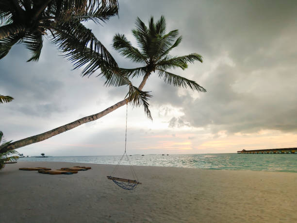 istock Swing hanging under a coconut tree in beautiful tropical Maldives beach At dusk 1325043562
