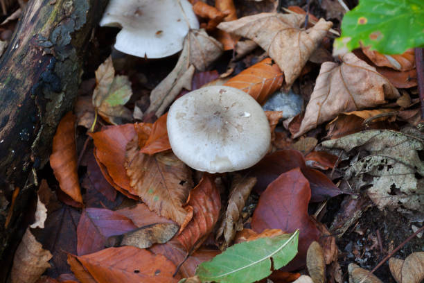 Fungus between leaves in autumn season