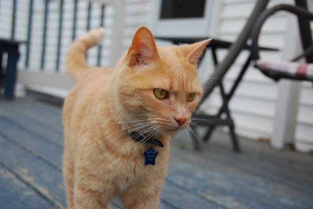 Yellow tabby cat on the porch stock photo