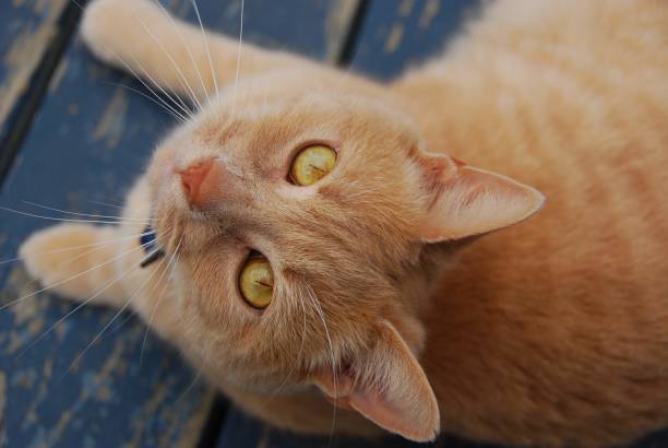 Yellow tabby cat on the porch stock photo